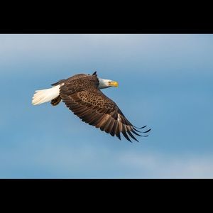 Meet your Posher, Bill